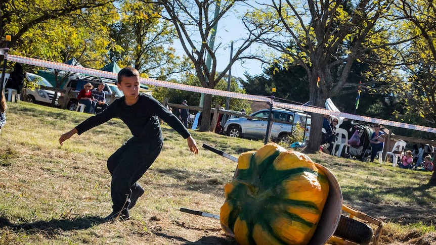 A young boy has dropped a wheelbarrow holding a giant pumpkin