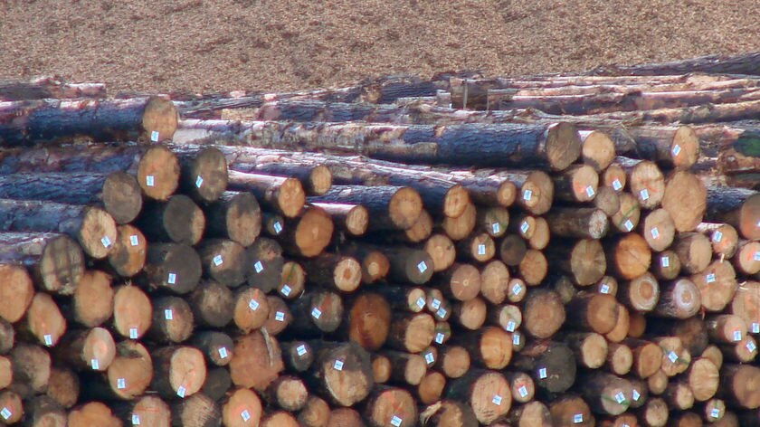 Logs at Burnie port
