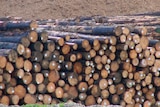 Logs at Burnie port