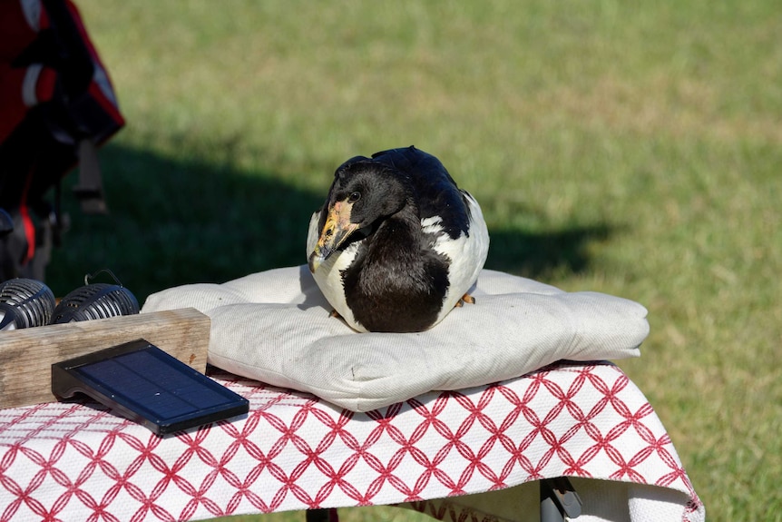 a magpie goose sits on a cushion on a table at a campsite