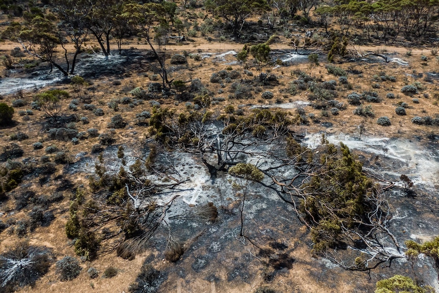 A drone photo of burnt trees
