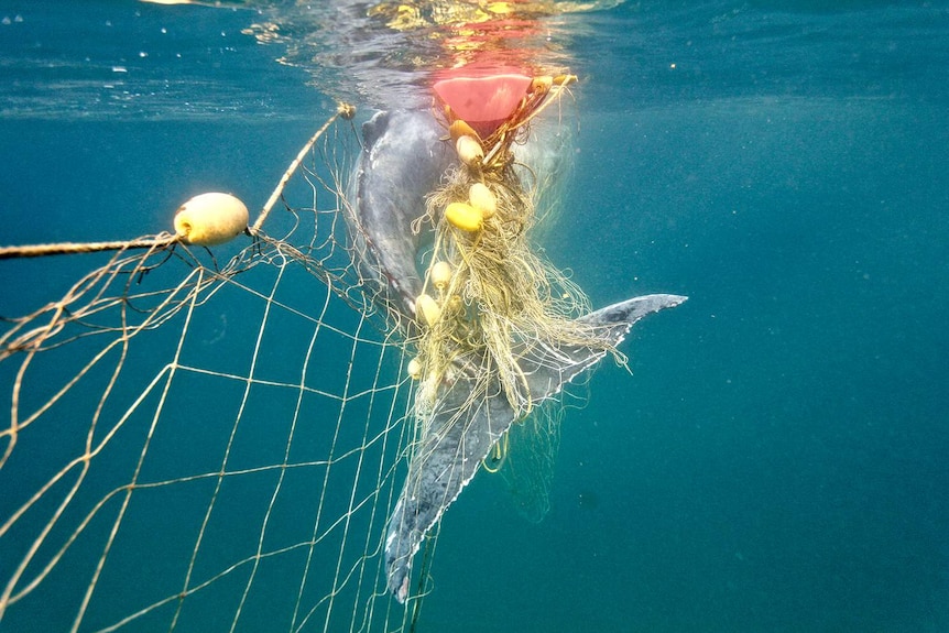 Do shark nets really keep us safe or are there better options? - ABC News