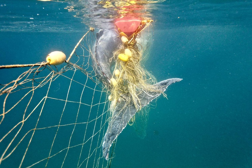 Do shark nets really keep us safe or are there better options