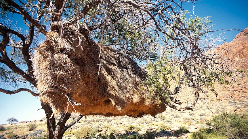 A weaver bird's nest in South Africa which covers almost half the tree and is almost hitting the ground