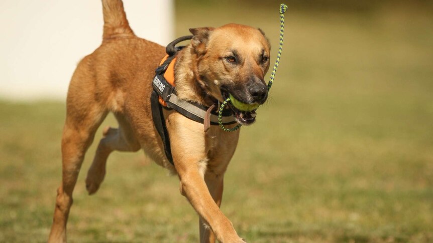 A tan-coloured large dog runs on grass with a ball in its mouth and its tail upright.