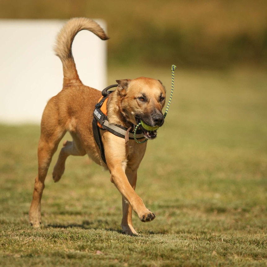 A tan-coloured large dog runs on grass with a ball in its mouth and its tail upright.