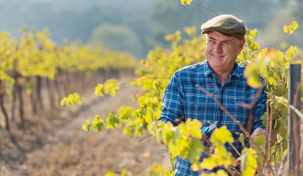 Don Farrell on vineyard