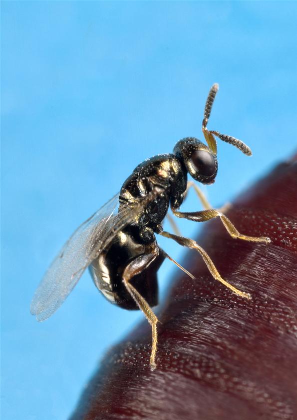 Nature's 'smart bomb' genome revealed - ABC News