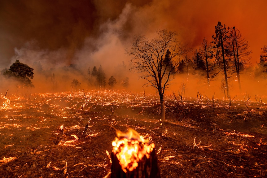 Rauch umhüllt Bäume, während Feuer in Nordkalifornien brennen