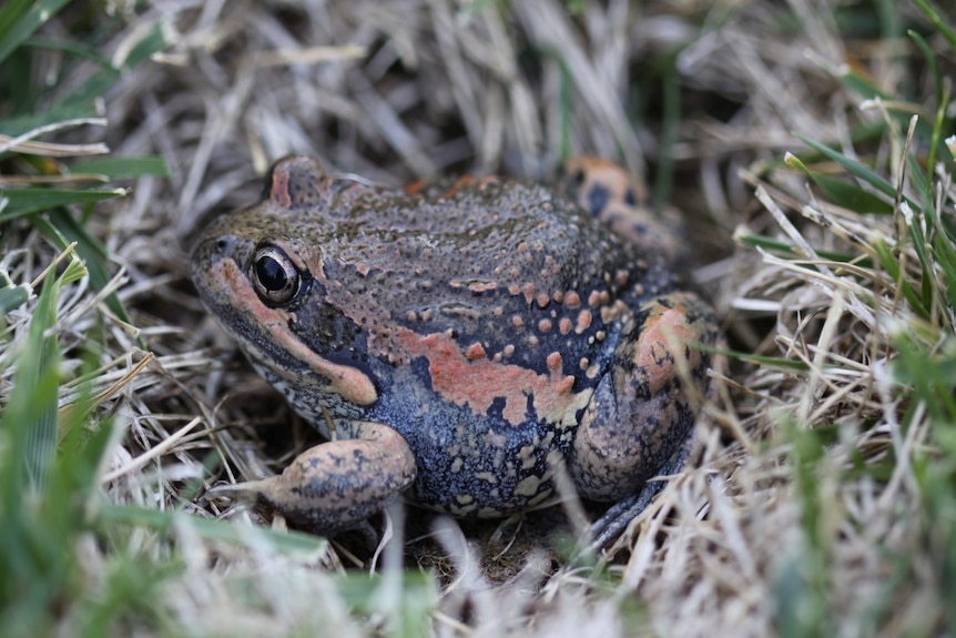 A round, brown and green frog squatting in the grass