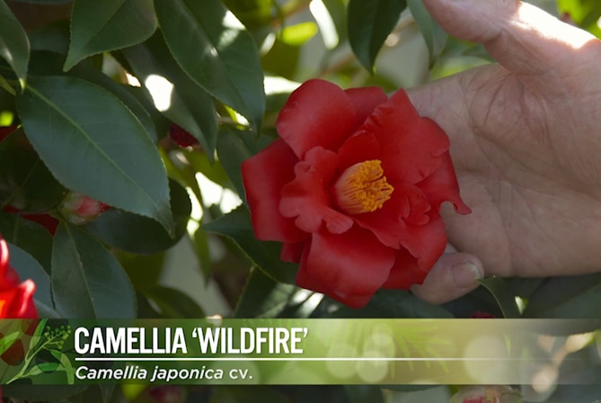 Camellia Wildfire Image