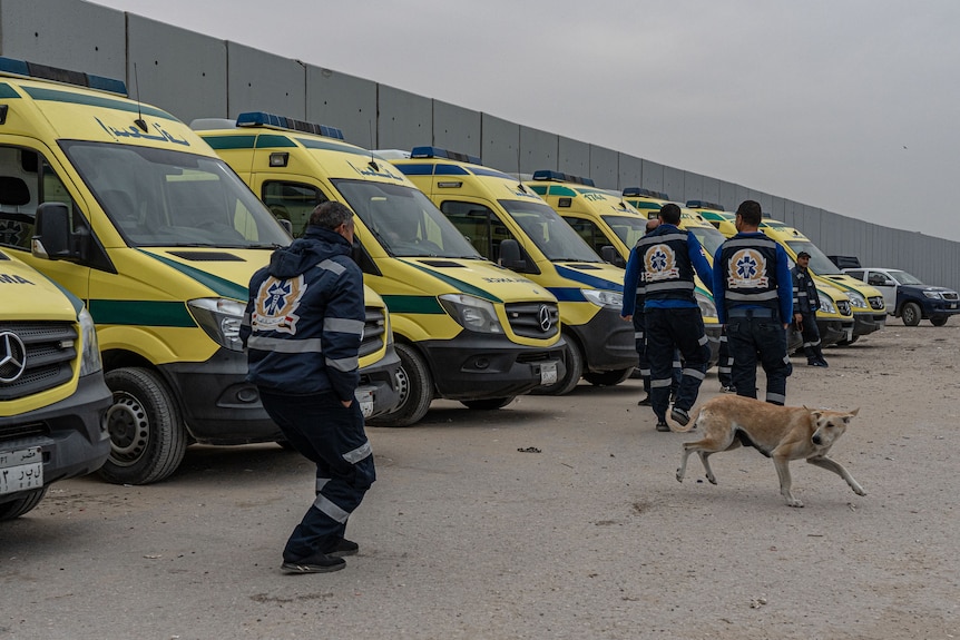 Three people dressed in uniforms walk passed a row of ambulances as a dog sprints by.