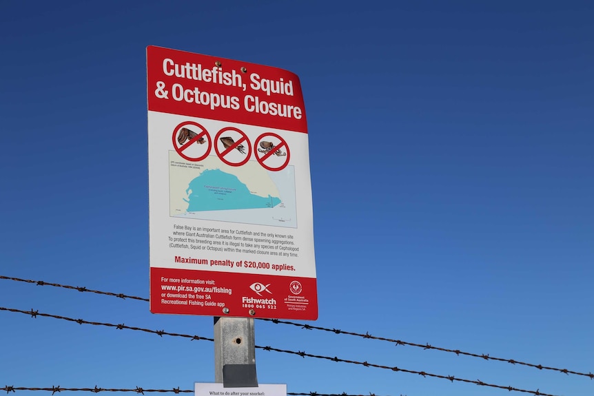 A sign metal sign declaring the area a cuttlefish, squid and octopus closure sits against a clear, deep blue sky.