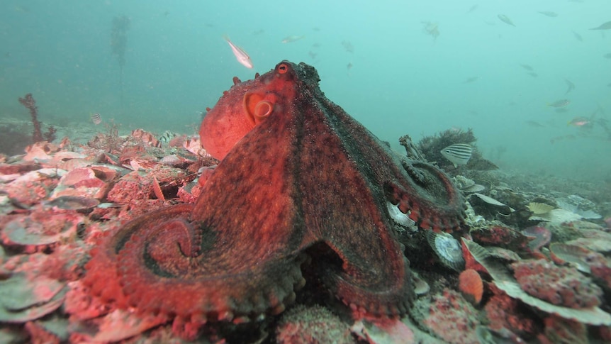 Dark-coloured octopus