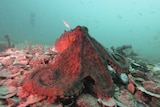 Dark-coloured octopus