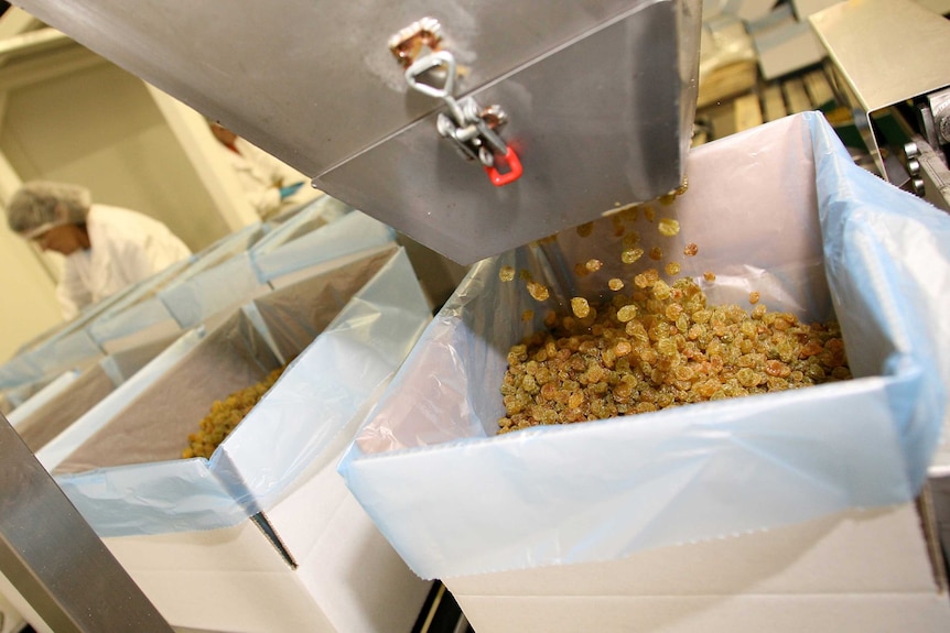 Sultanas being packed into boxes for export