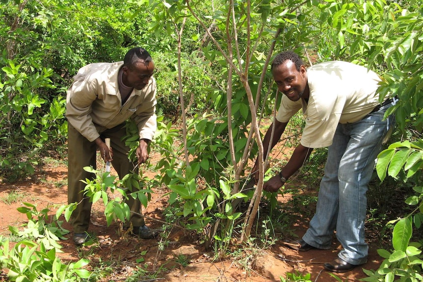 Farmers thinning and pruning regrowth from a tree stump in Humbo, Ethiopia.