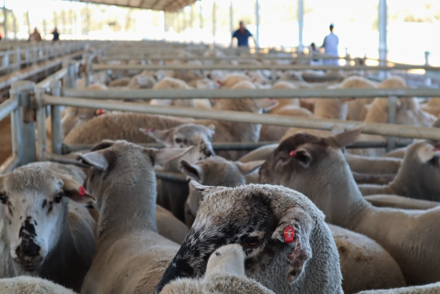 Close up of sheep heads at saleyard.