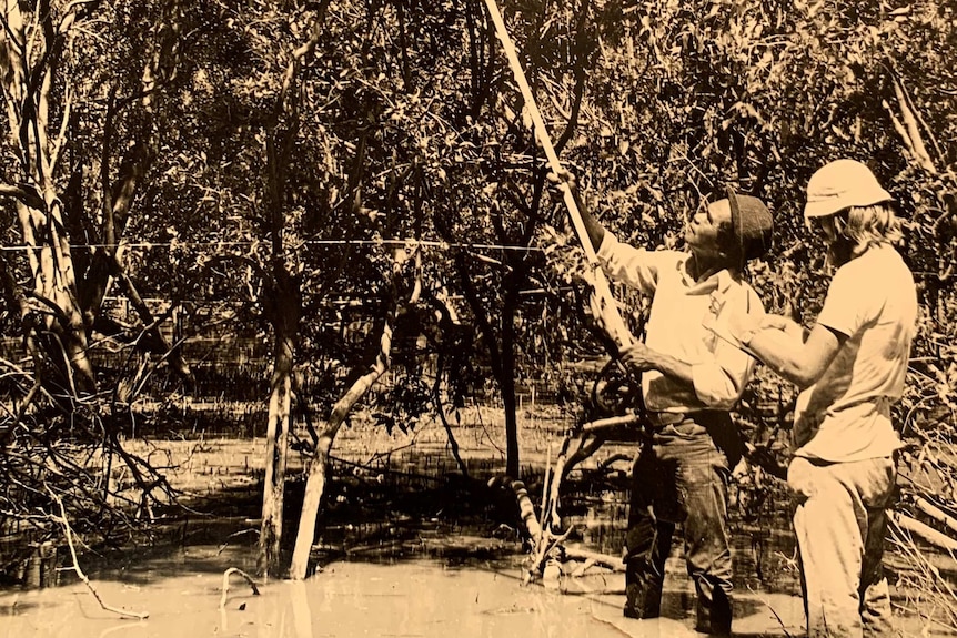 Peter Pangquee and CSIRO worker using a mirror and long pole to survey egg numbers in water fowl nests.