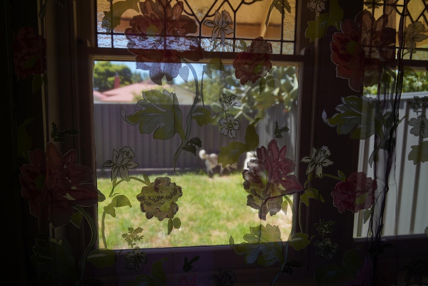 Foto tomada a través de cortinas de encaje rosa del dormitorio en el patio interior donde dos perros esquimales están explorando.