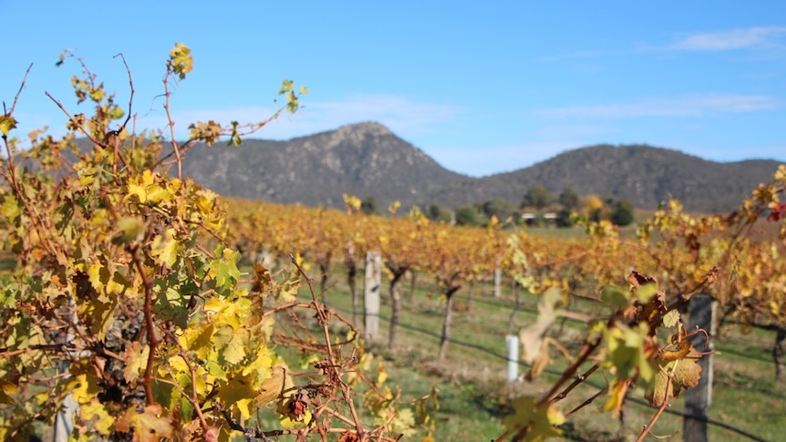 An autumnal coloured vineyard