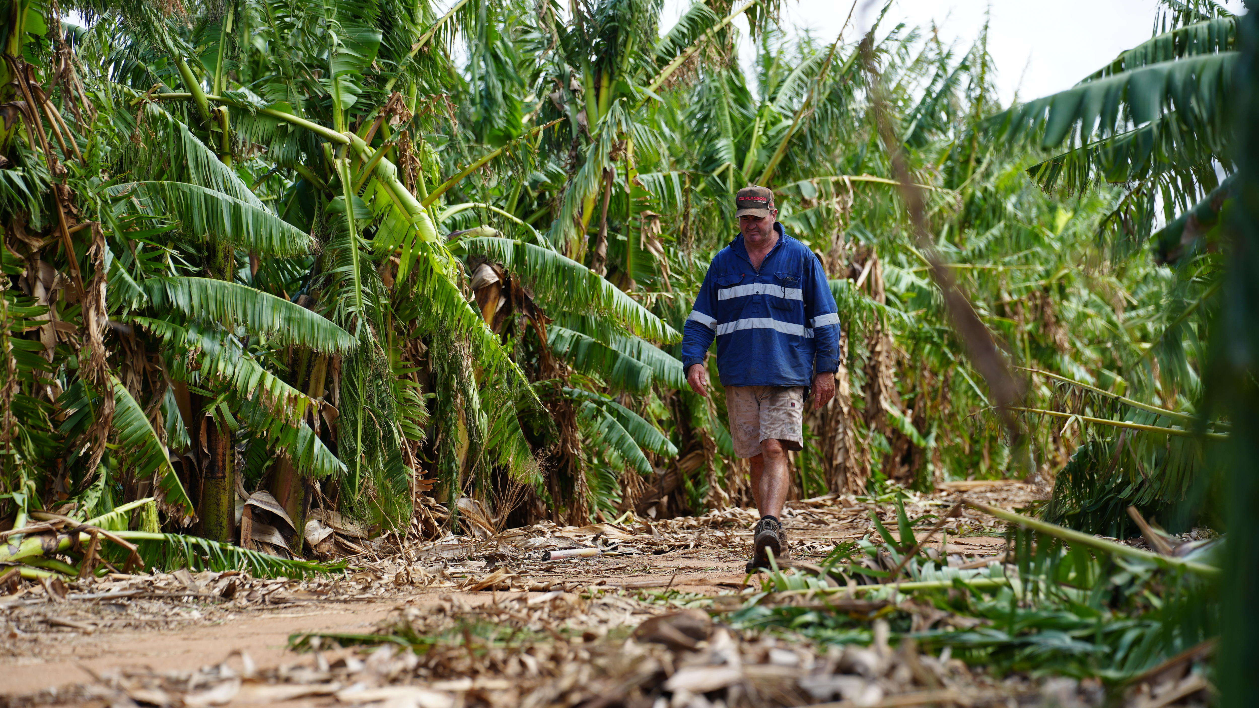 Cyclone Narelle destroys banana crops, fresh food growers hit hard