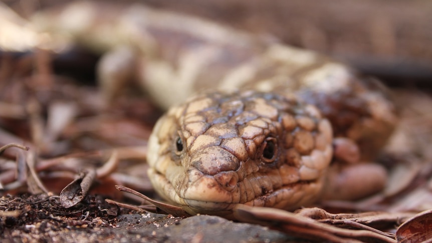 A bobtail looks for food