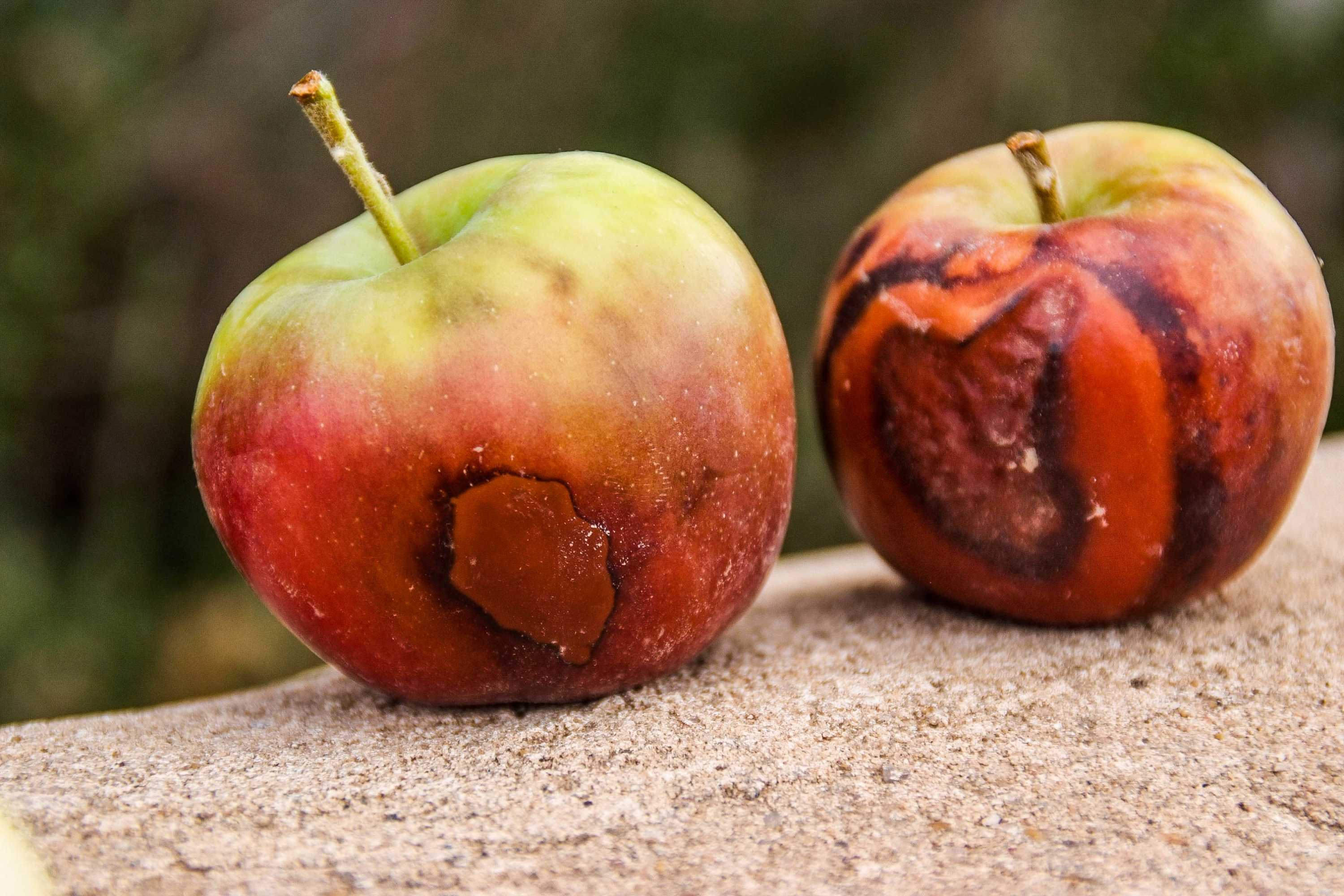 How Climate Change Is Affecting What We Grow And Eat - ABC News