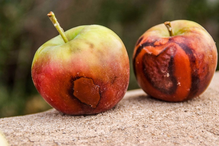 Burnt apples from a farm in Gawler, South Australia after heatwave.