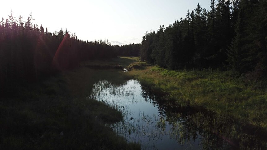 A swamp in remote Canadian forest
