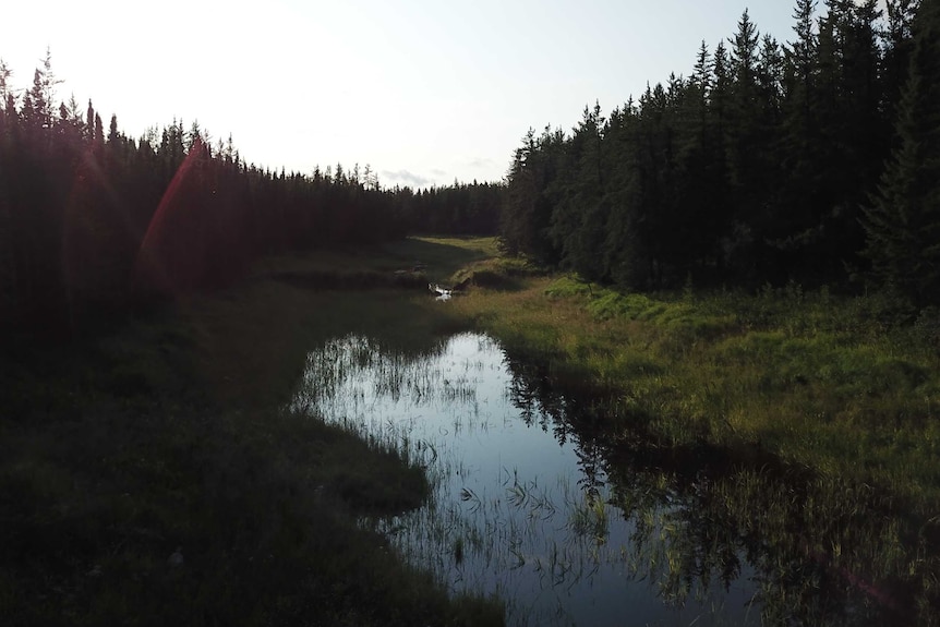 A swamp in remote Canadian forest