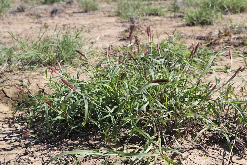 A close up of buffel grass growing near Barcaldine in July 2016.