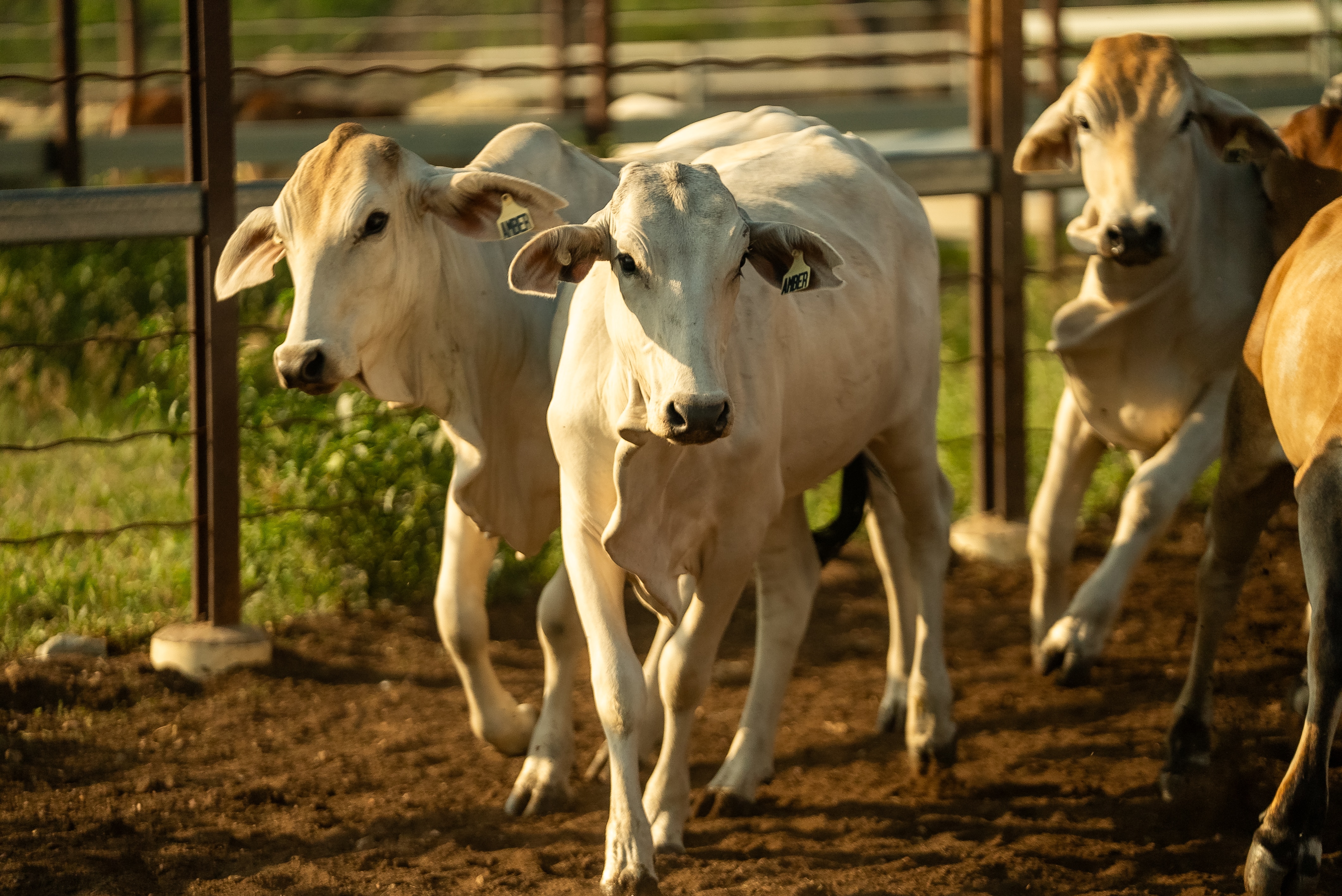 Primer plano de ganado en establos.
