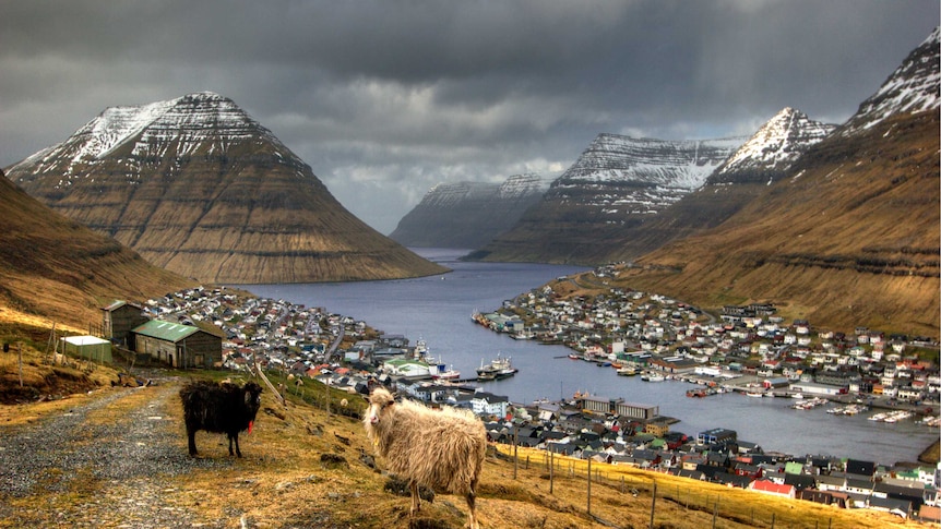 Sheep above Klaksvik, Borðoy island, the Faroes