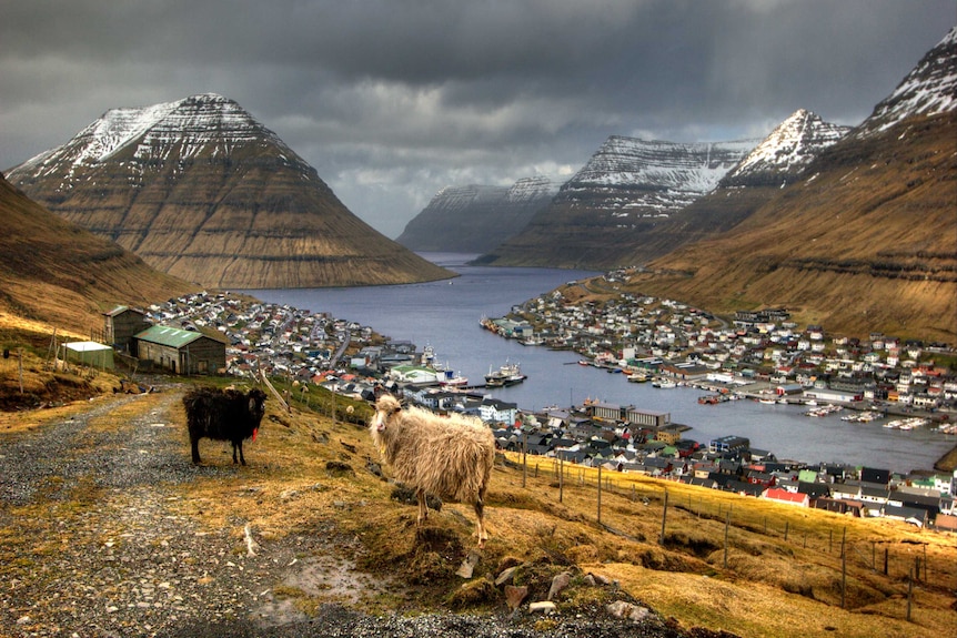 Sheep above Klaksvik, Borðoy island, the Faroes