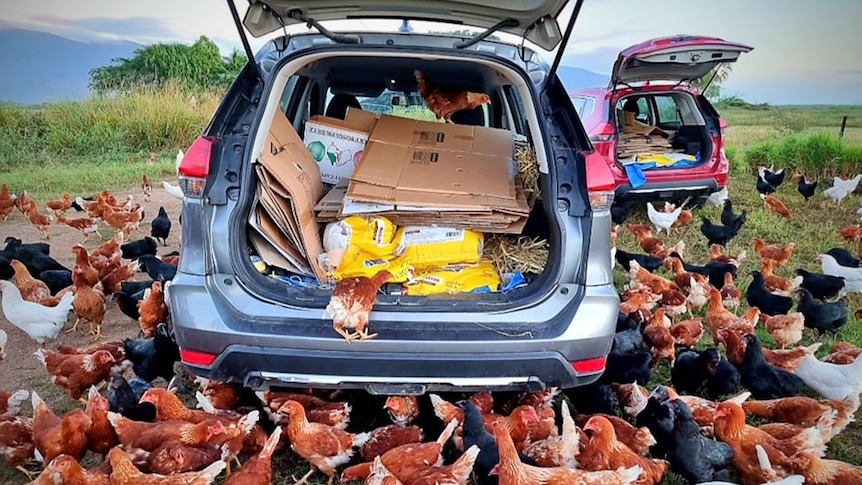 A flock of multi-coloured chickens cluster around two cars which have their boots stocked with feed and storage boxes