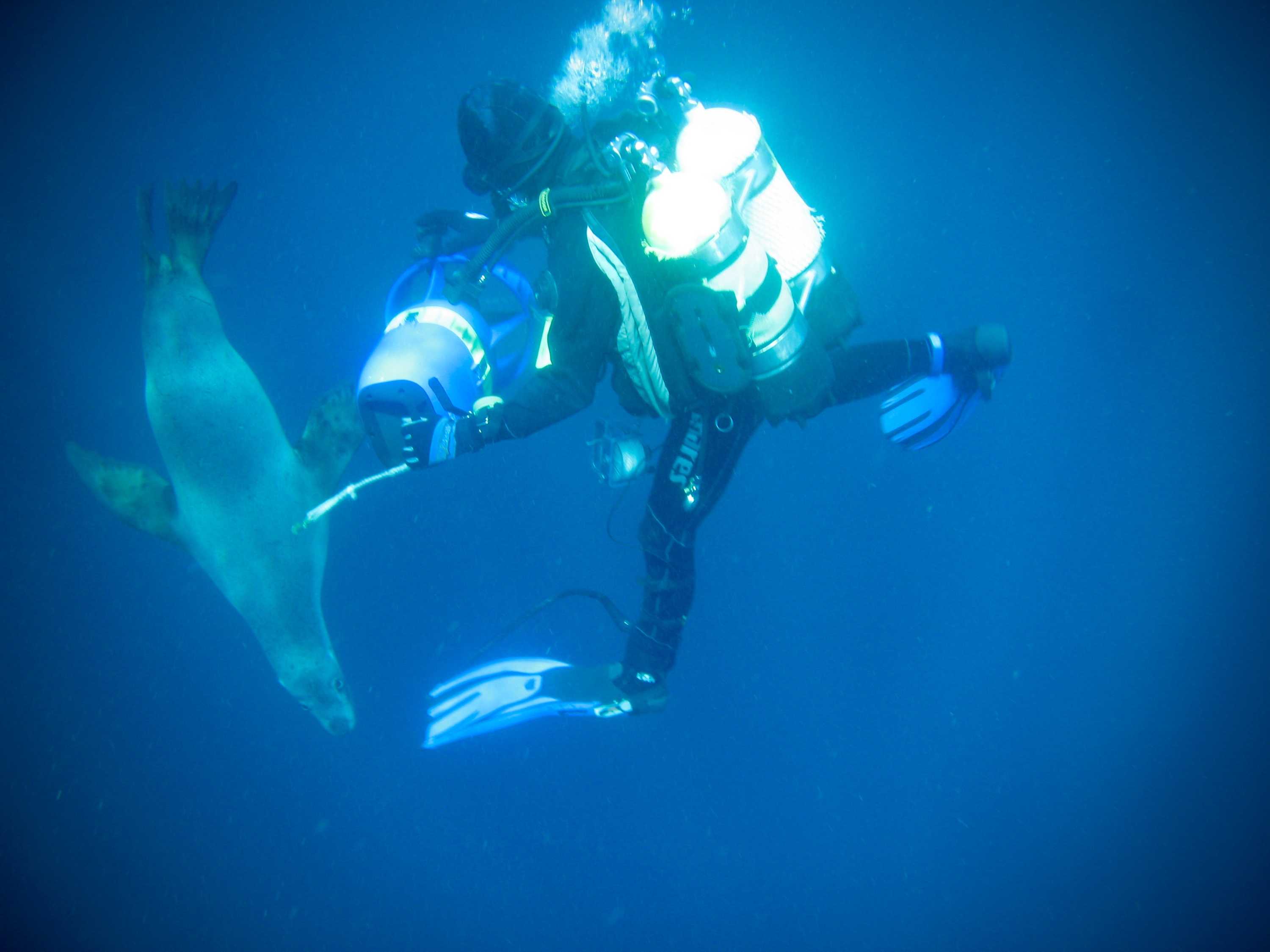 Ornamental shell diver Chris Johns braves great white sharks to collect ...