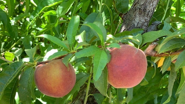 A tight picture of two big peaches handing off a branch in an orchard.