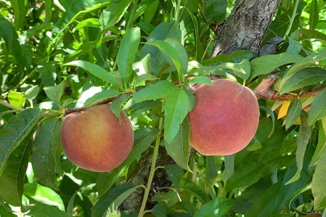 A tight picture of two big peaches handing off a branch in an orchard.