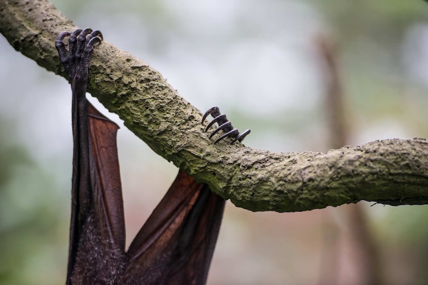 Flying Fox