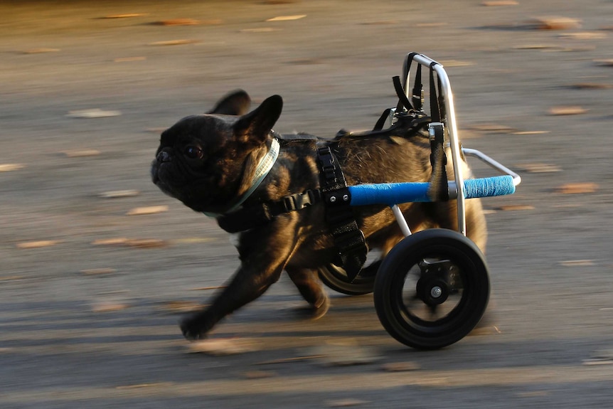 French bulldog Billy runs while wearing a medical roll car.