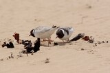 Hooded plovers on the beach