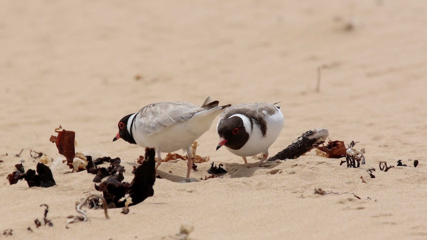 Hooded plovers on the beach