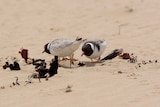 Hooded plovers on the beach
