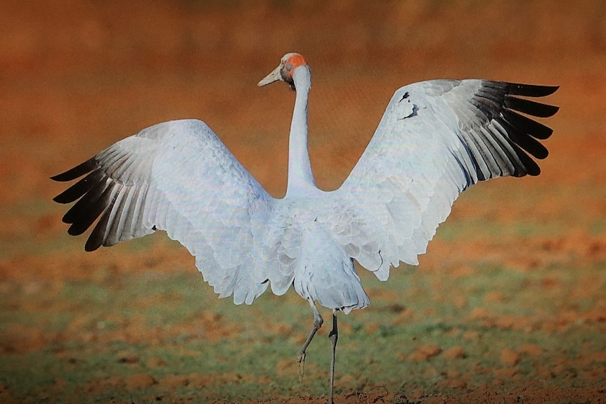 A brolga spreads its wings