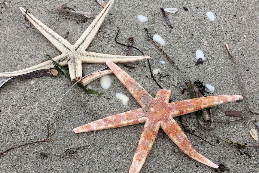 A close-up picture of two dead starfish in a sandy beach with shells nearby.