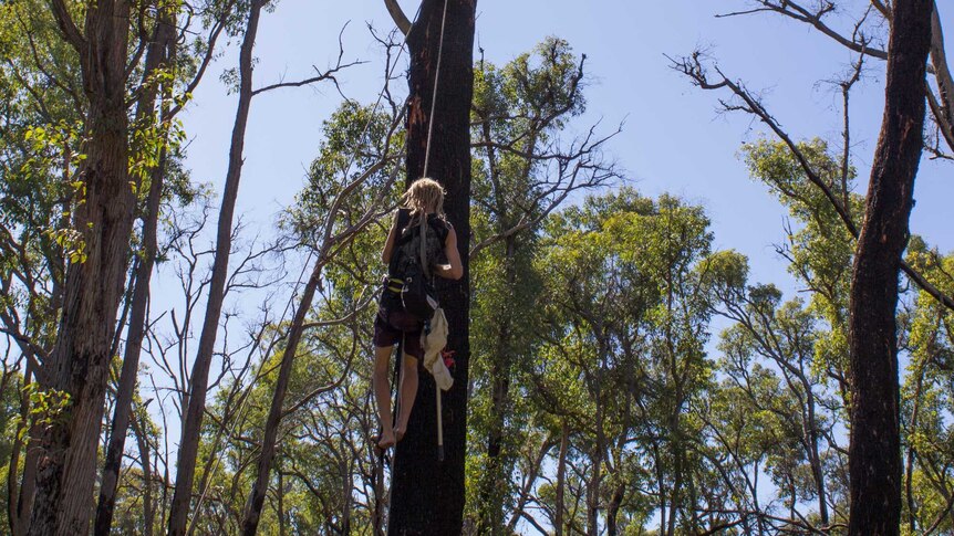 Simon Cherriman climbs up to a nesting box installed in burnt bushland in Stoneville. February 4, 2016.