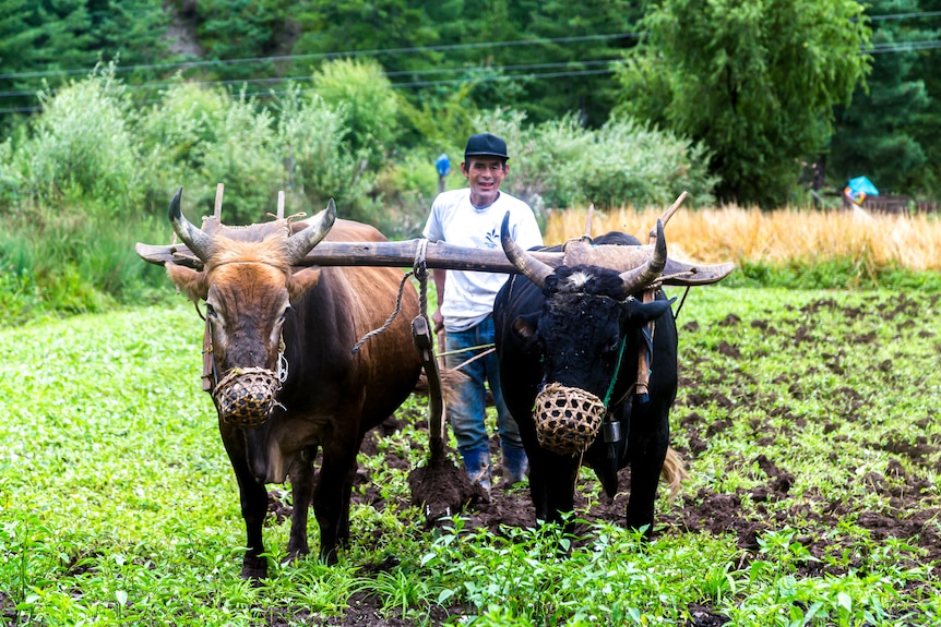 A man in Bhutan walks in a field with oxen plowing a field.