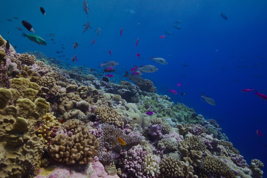 A view of magenta and green fish swimming around coral under the sea.