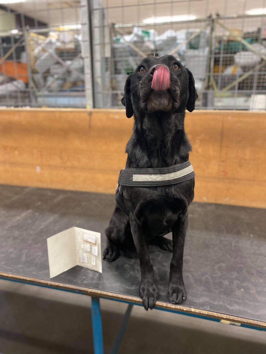 A sniffer dog with a package.